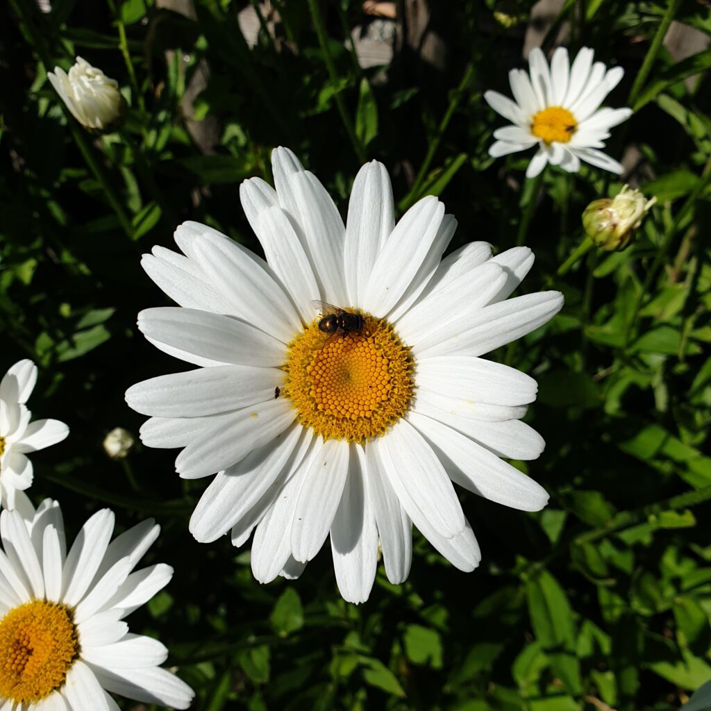 Studio Stadsgroen gewone margriet voor ONS