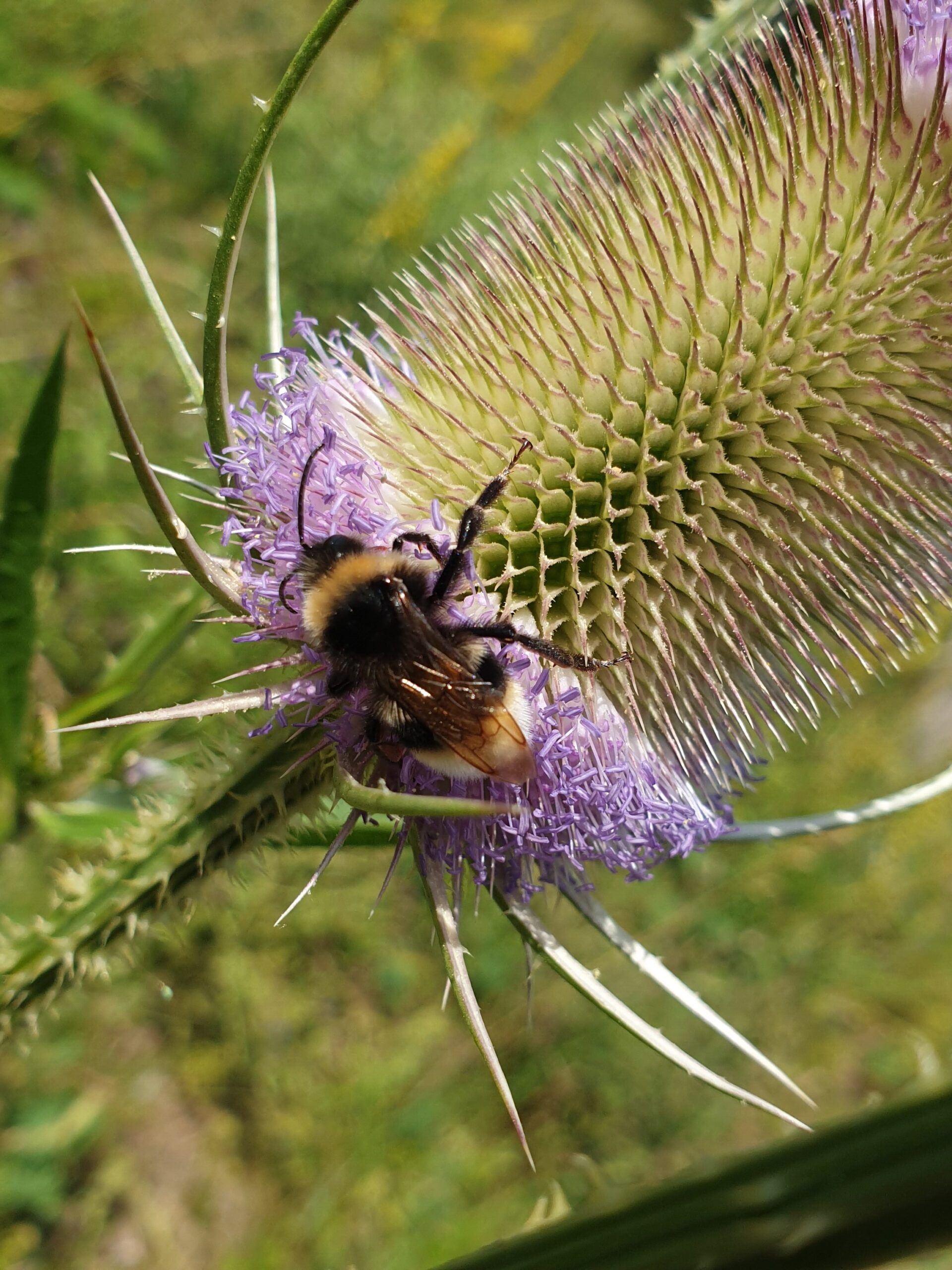 Studio Stadsgroen natuur hommel kaardebol